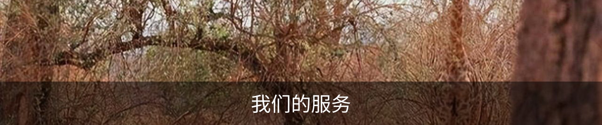 我们的服务